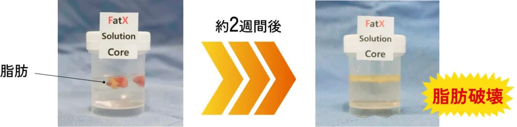 FatX coreの効果