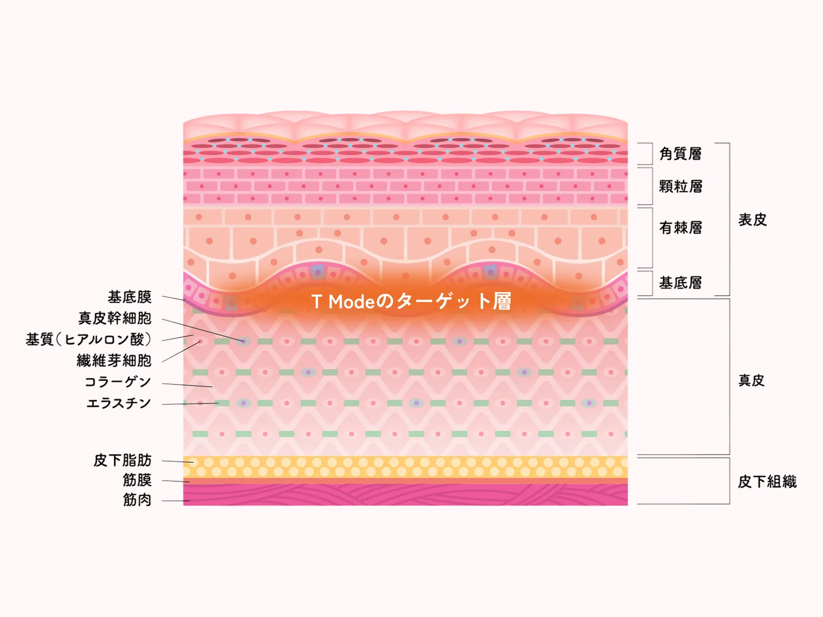Tモードの概念図